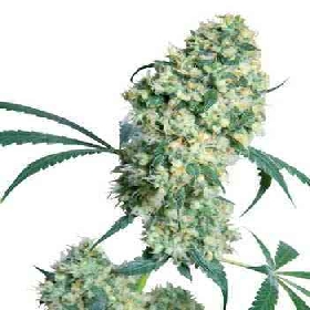 Ed Rosenthal Super Bud > Sensi Seeds